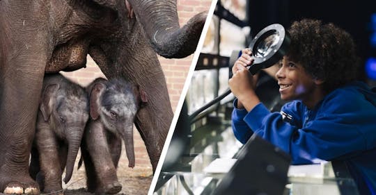 Biglietto d'ingresso per l'Artis Royal Zoo e Micropia