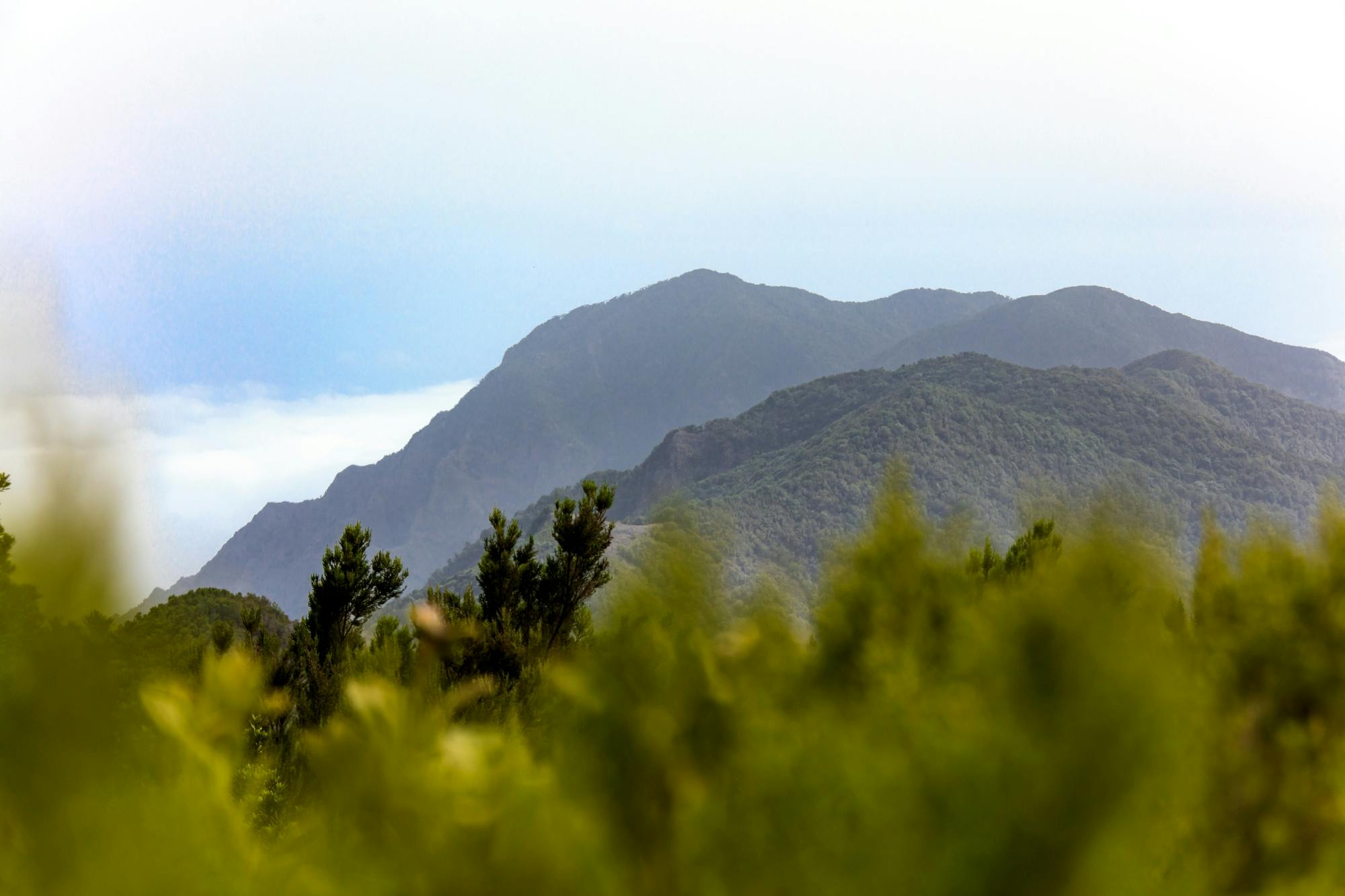 La Gomera tour with Garajonay Forest and San Sebastian