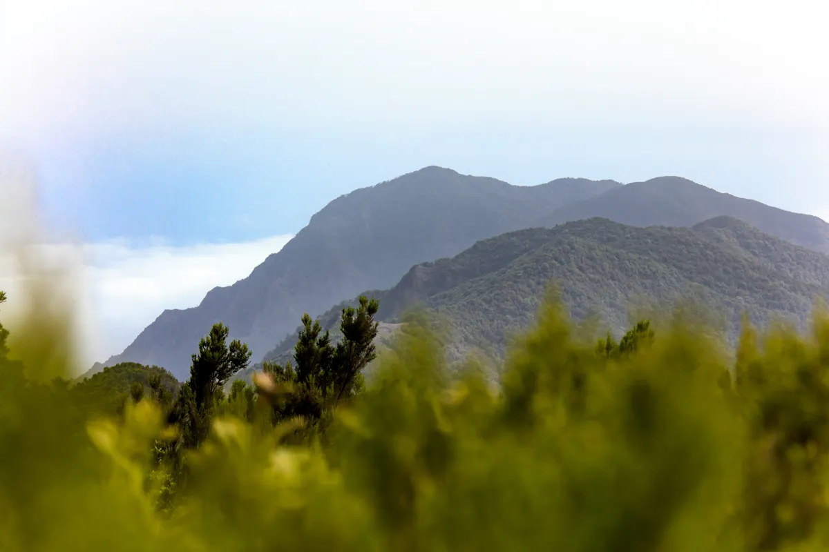 La Gomera tour with Garajonay Forest and San Sebastian