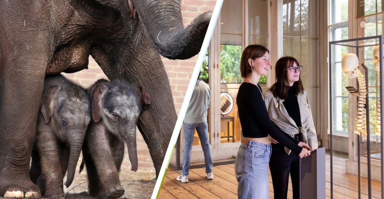 ARTIS Amsterdam Royal Zoo and ARTIS-Groote Museum Entrance Ticket