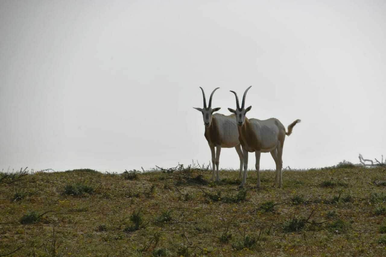 Souss Massa National Park wildlife-spotting trip from Agadir