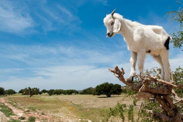 Excursie naar het wildpark vanaf Souss Massa vanuit Agadir