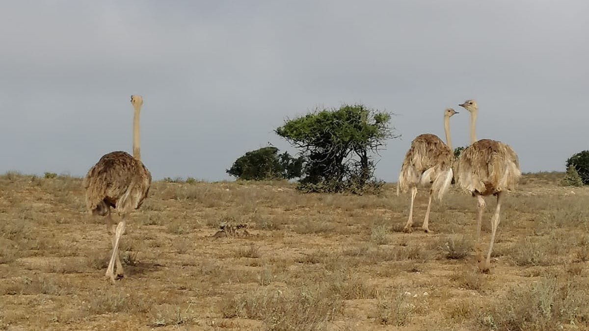 Souss Massa National Park wildlife-spotting trip from Agadir