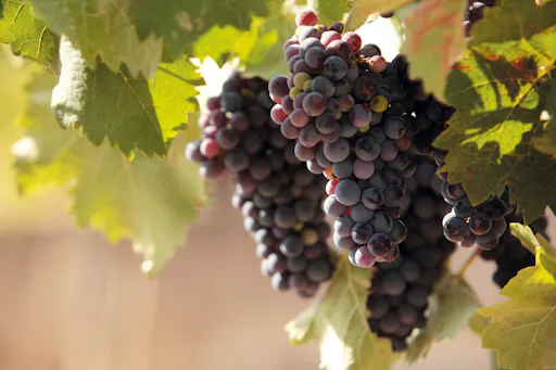 Vineyard tour and wine-tasting in Calabria