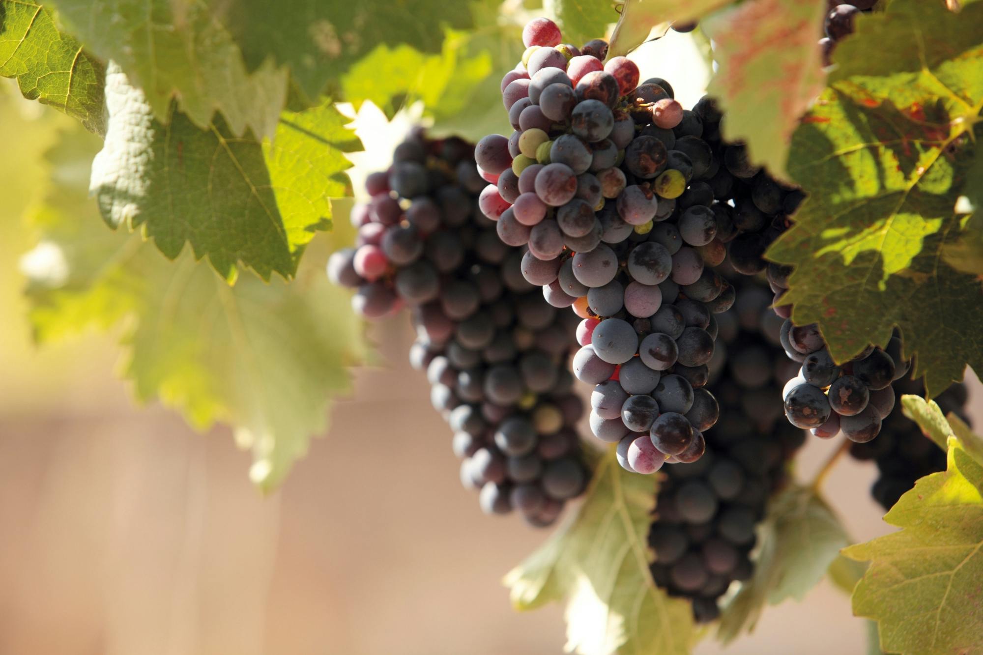 Vineyard tour and wine-tasting in Calabria