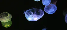 Aquarium Poema del Mar