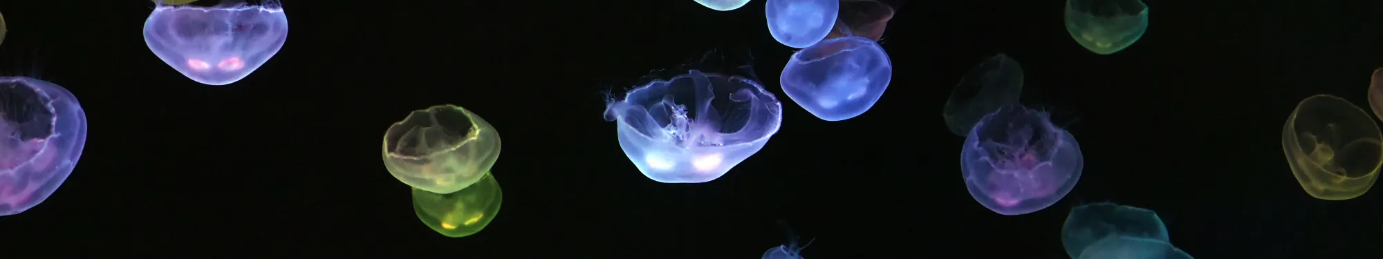 Aquarium Poema del Mar