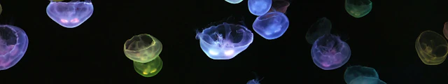 Aquarium Poema del Mar