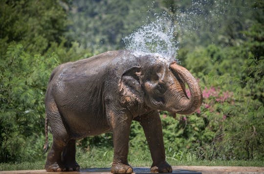 Samui rescued elephant sanctuary guided tour with light meal