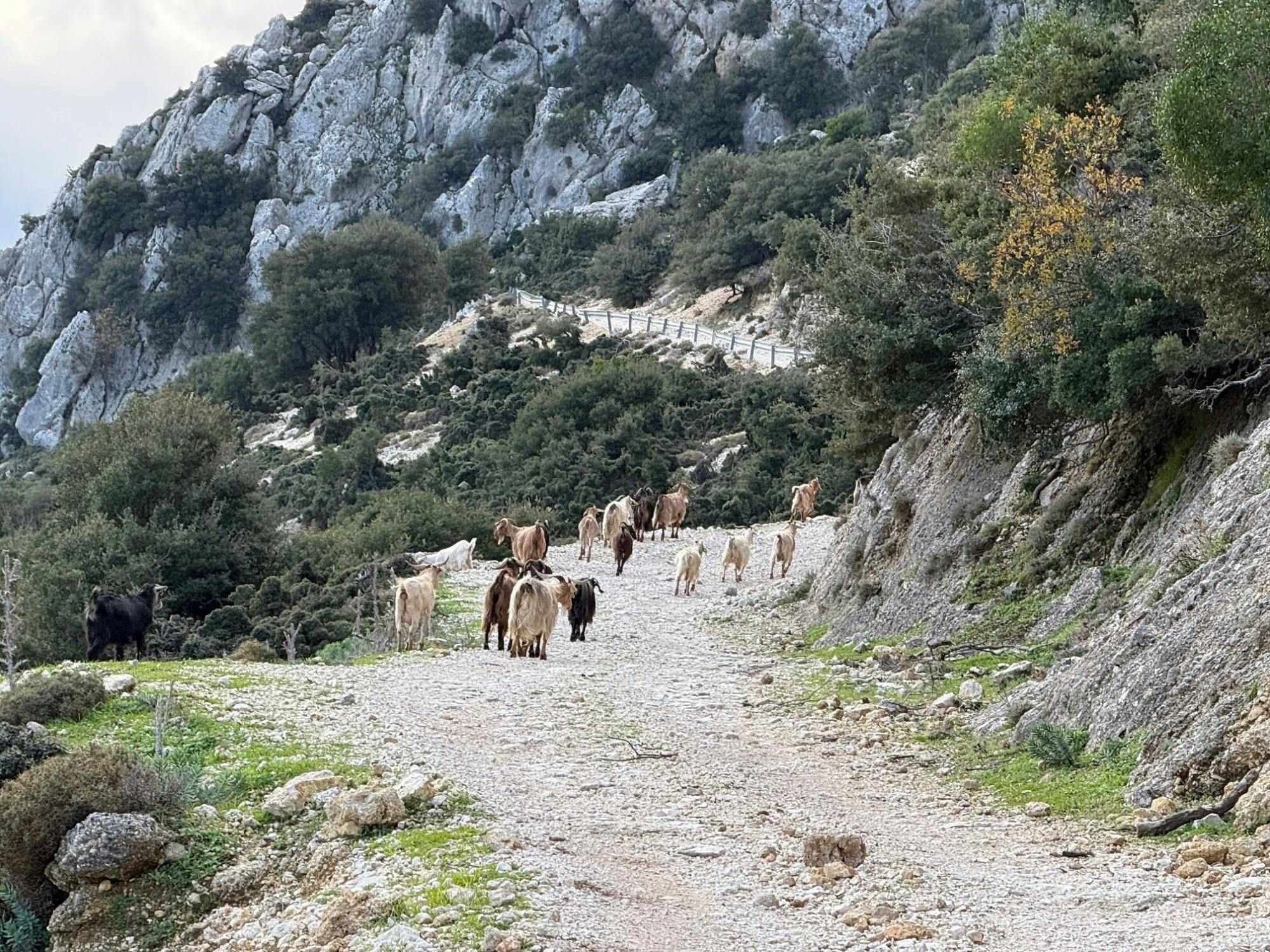 Mount Ainos 4x4 tour in Kefalonia