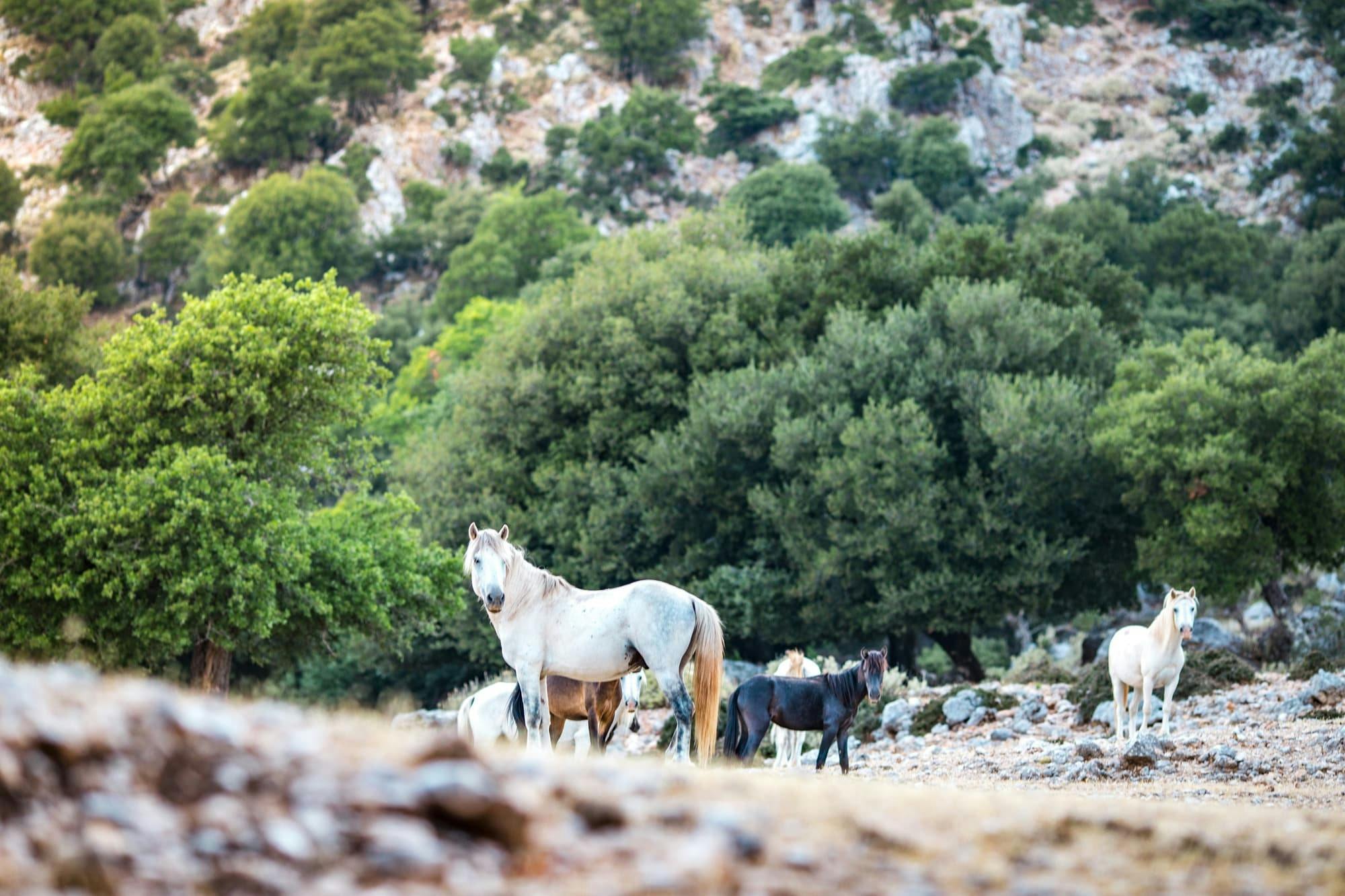 Mount Ainos 4x4 tour in Kefalonia