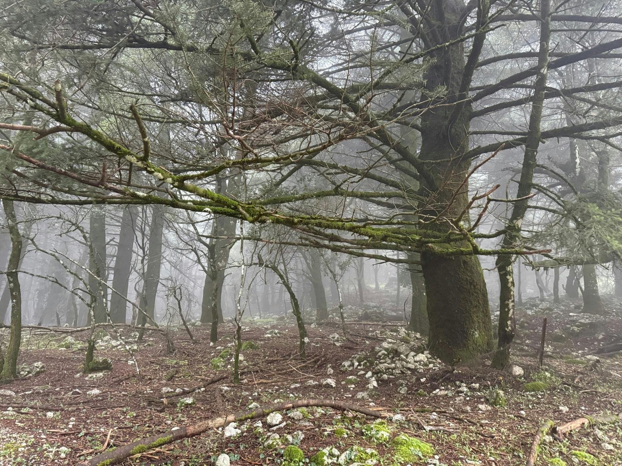 Mount Ainos 4x4 tour in Kefalonia