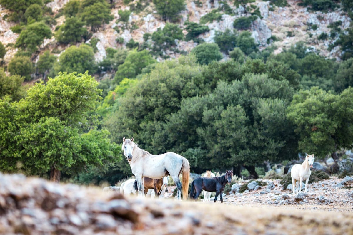 Mount Ainos 4x4 tour in Kefalonia