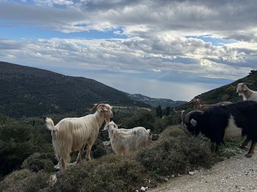 Mount Ainos 4x4 tour in Kefalonia