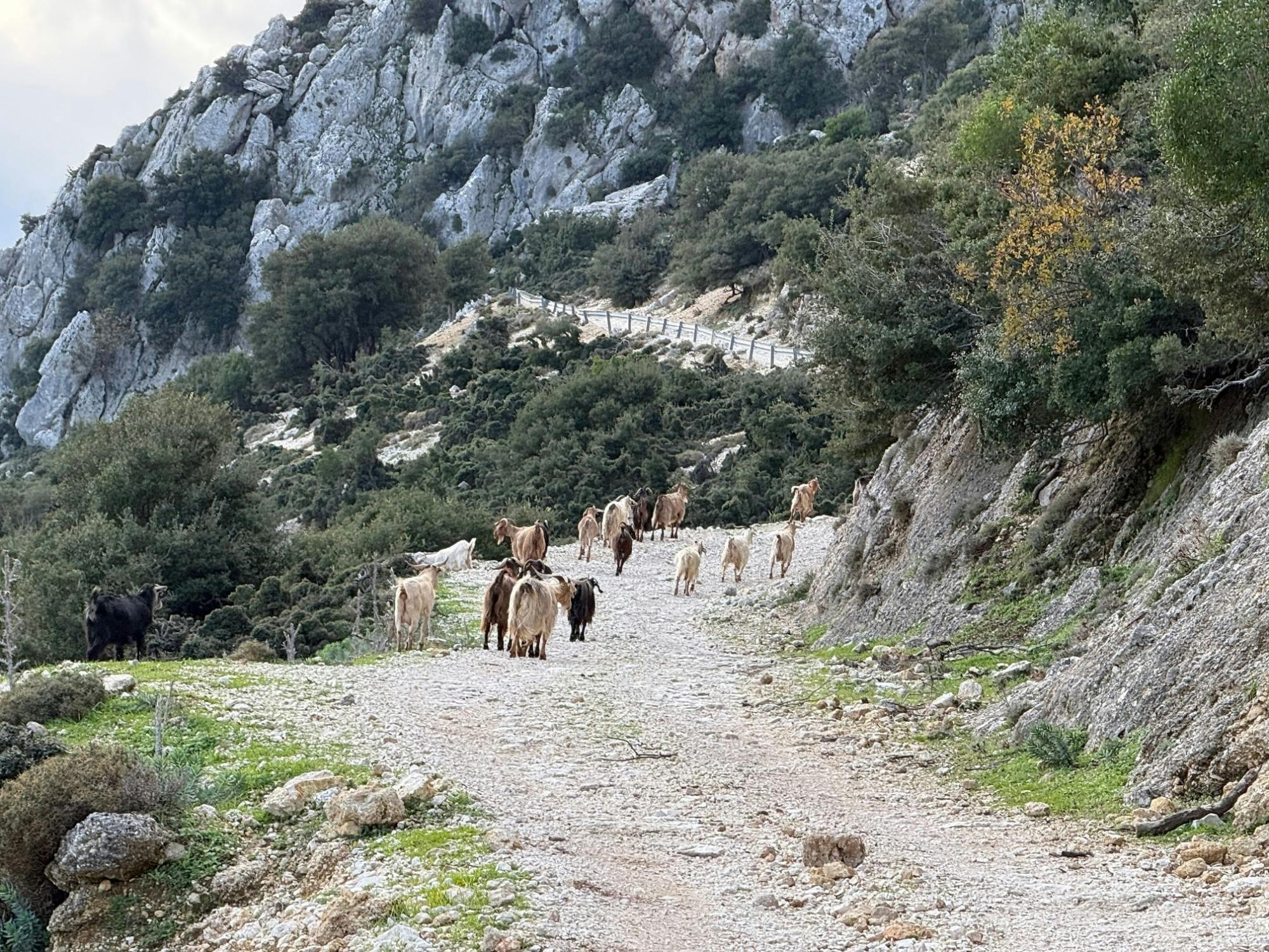 Mount Ainos 4x4 tour in Kefalonia