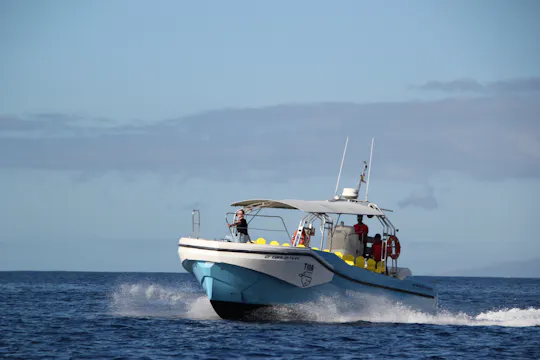 Whale-watching excursion in La Gomera with vintage boat tour