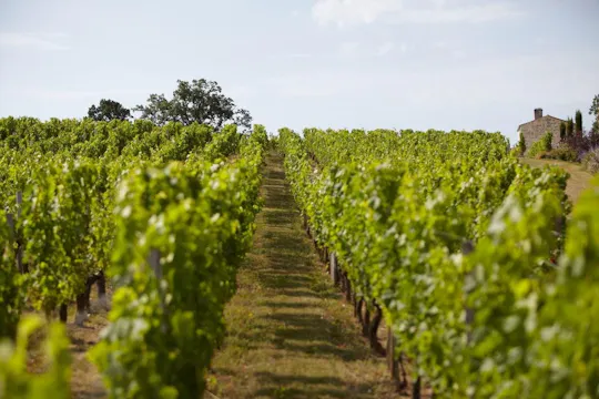Weinbergserlebnis und geführte Tour durch die Provence ab Nizza