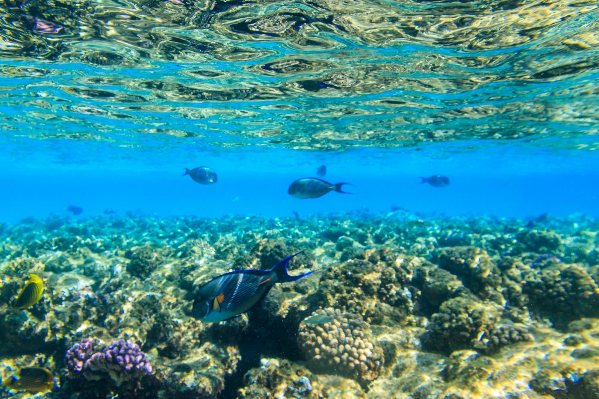 Ras Mohamed National Park aboard Sina Dream Luxury yacht from Sharm