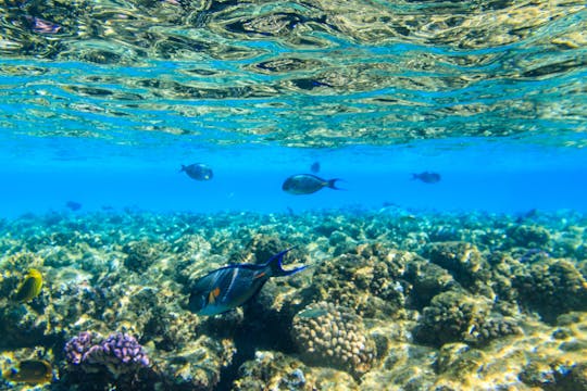 Ras Mohamed National Park aboard Sina Dream Luxury yacht from Sharm