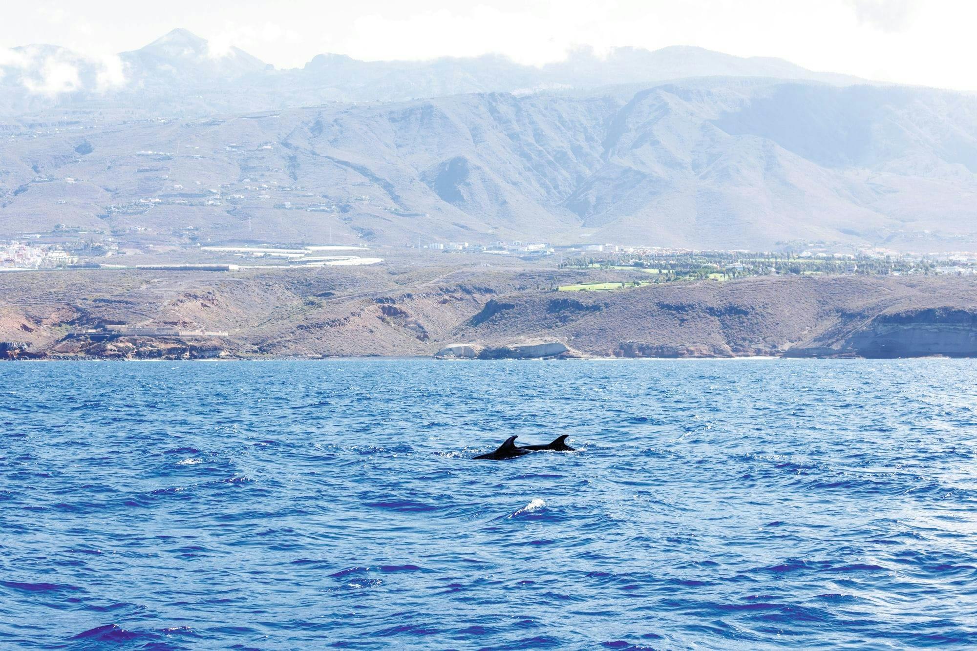 Freebird two-hour sailing experience