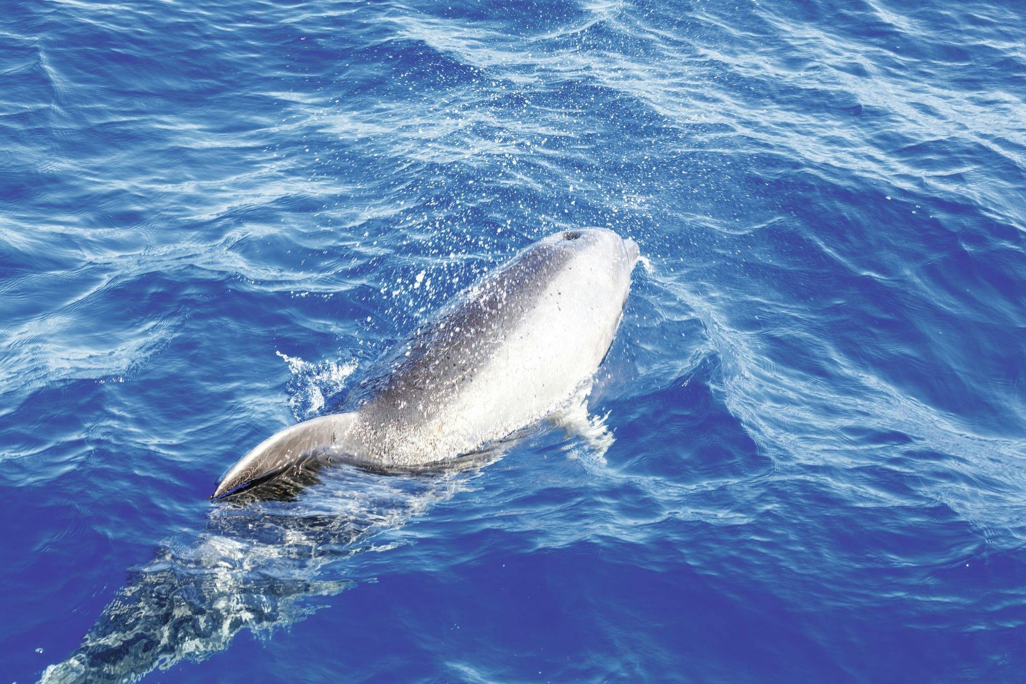 Freebird two-hour sailing experience