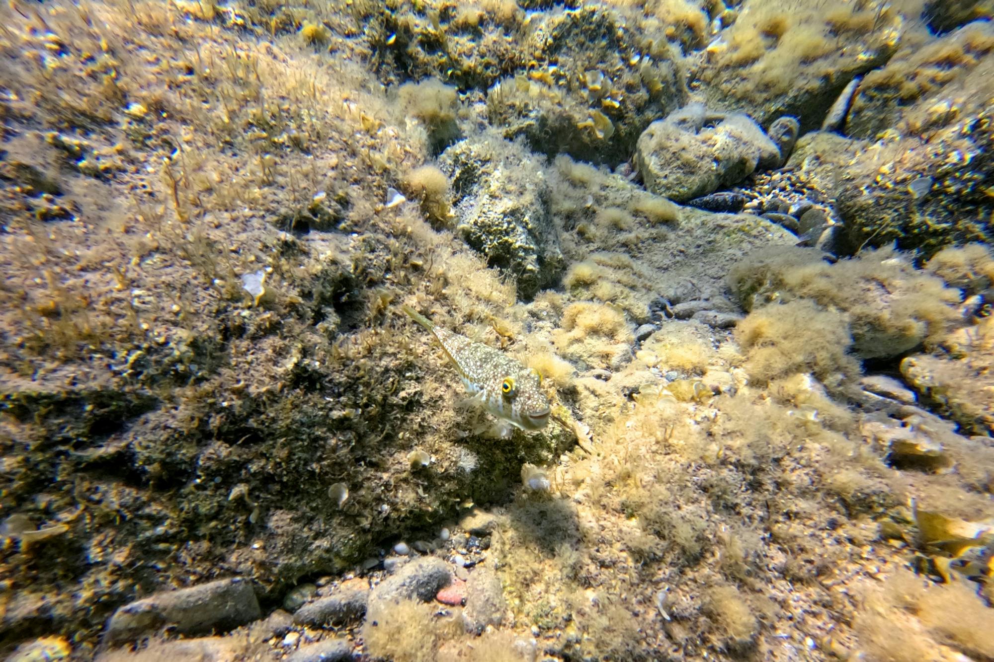 Paphos eco snorkelling adventure