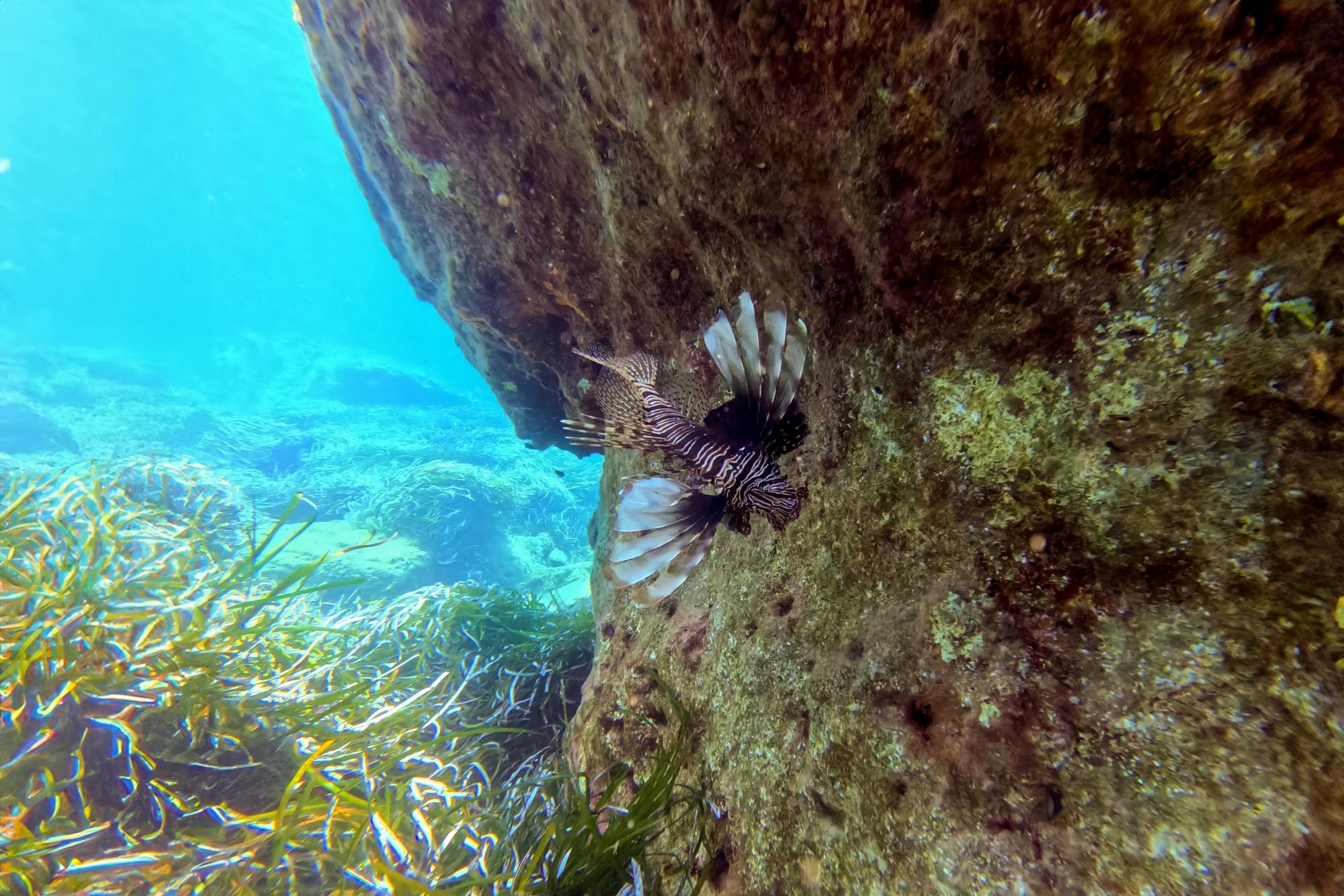 Paphos eco snorkelling adventure