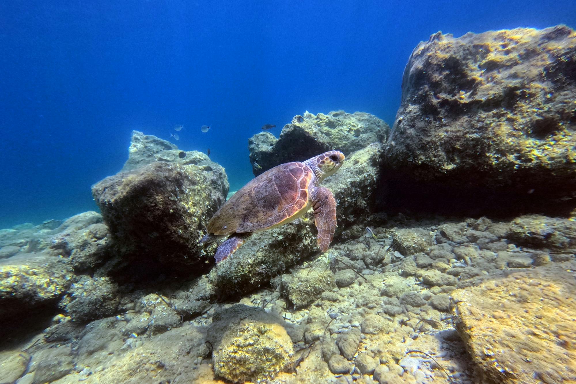 Paphos eco snorkelling adventure