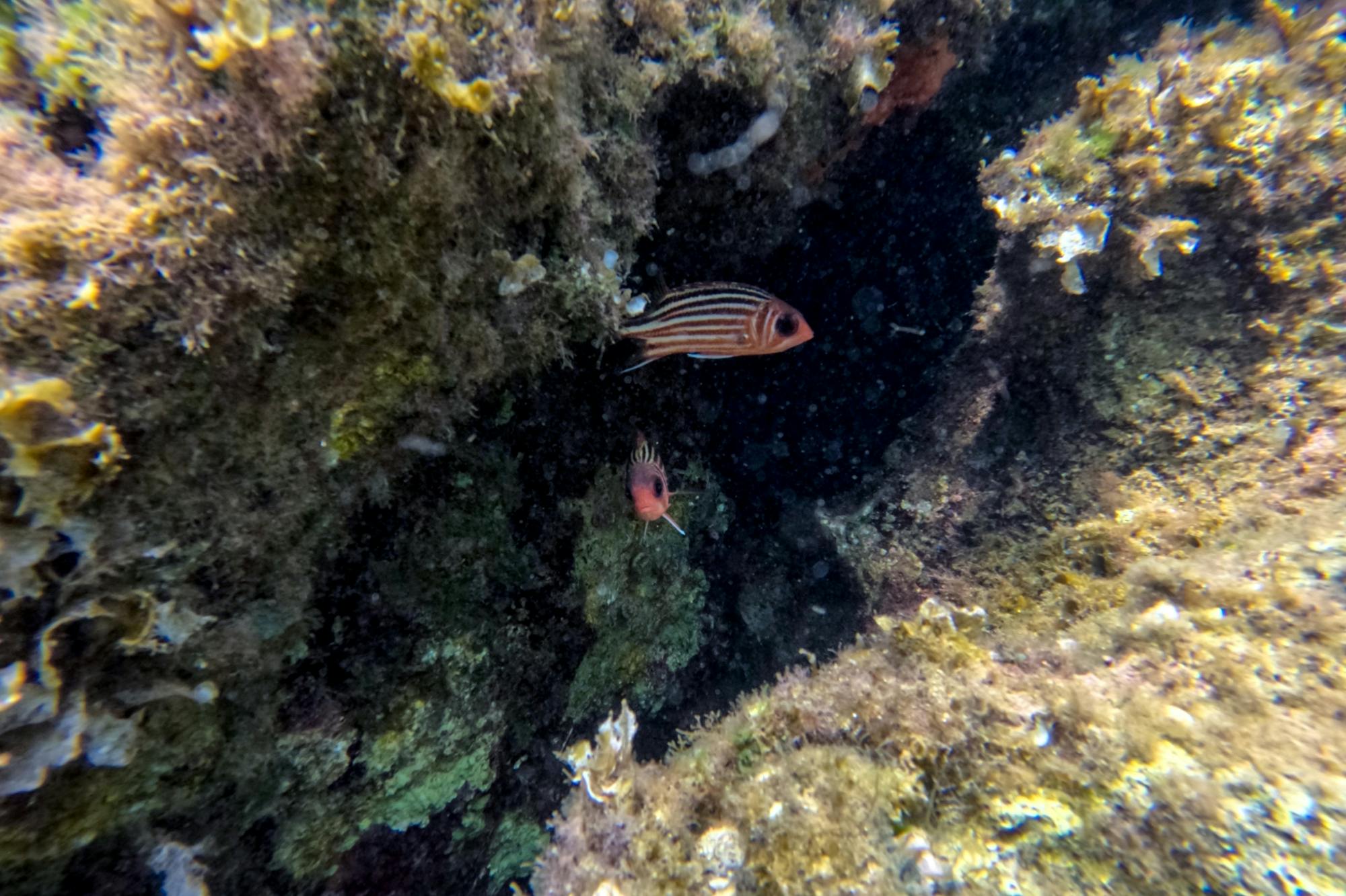 Paphos eco snorkelling adventure