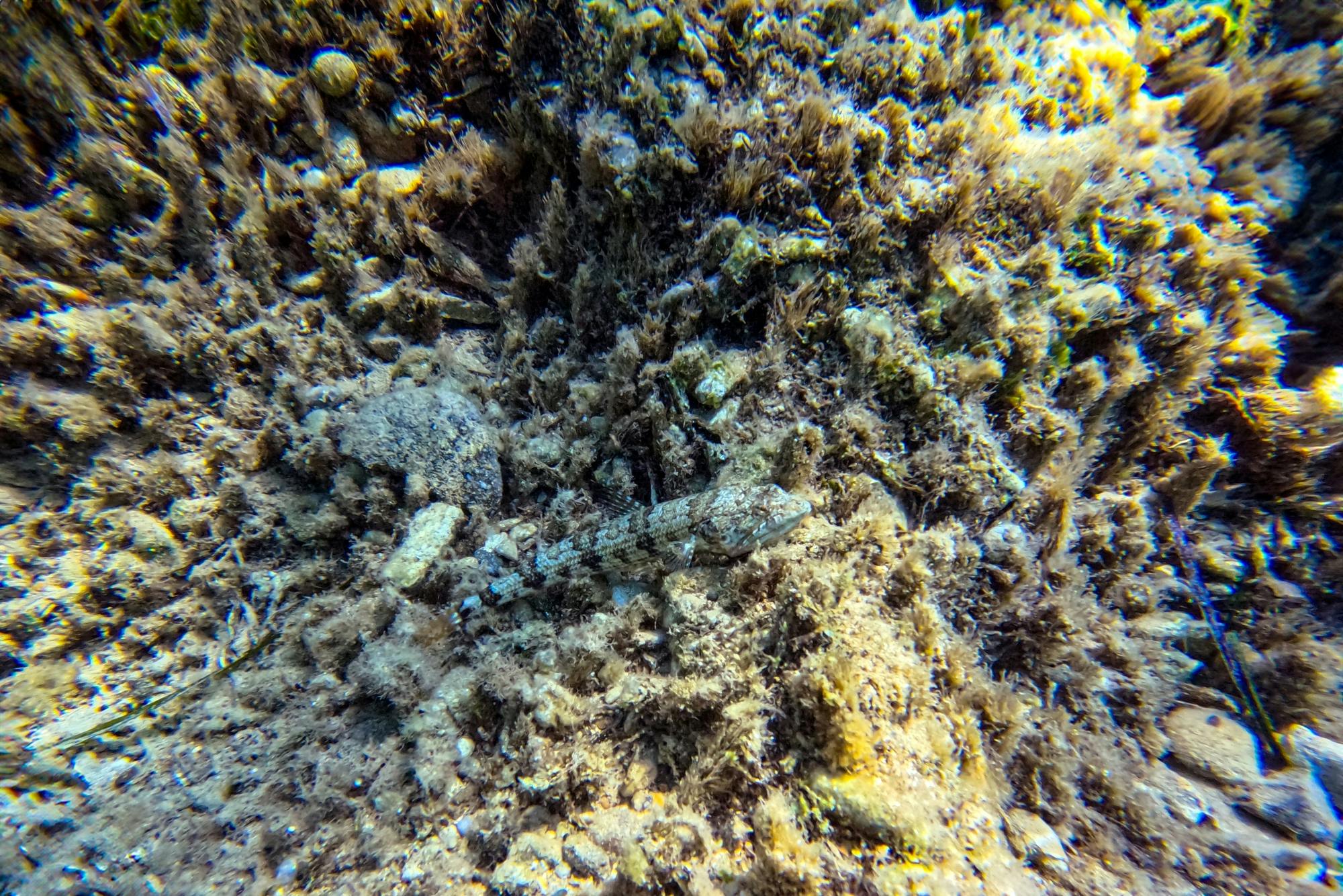 Paphos eco snorkelling adventure