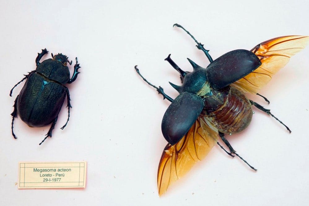 Menorca tour with Fornells, Binissues and Son Martorellet's horses