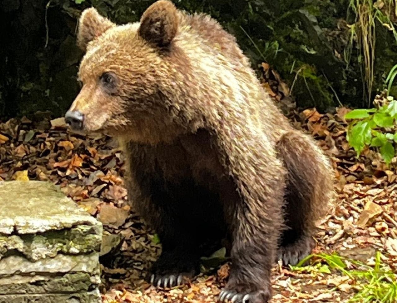 Visite privée d'une journée complète du sanctuaire des ours de Libearty et du château de Bran