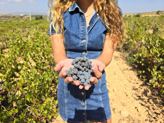 Utiel-Requena experience with winery tour and tasting from Valencia