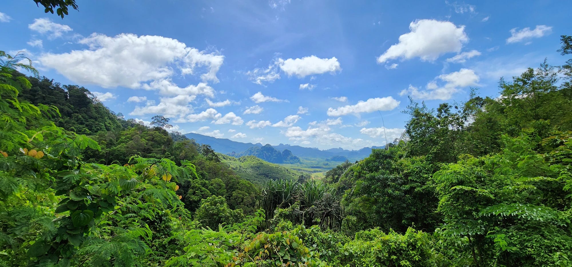 Full-day Khao Sok tour with elephant sanctuary and bamboo rafting