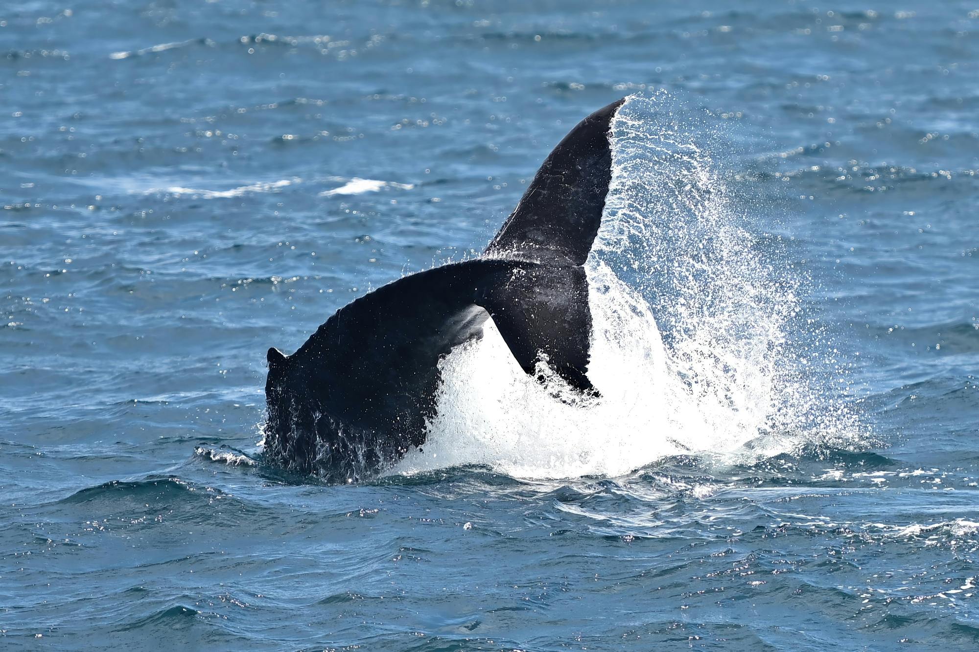 Boa Vista whale‑watching adventure by speedboat