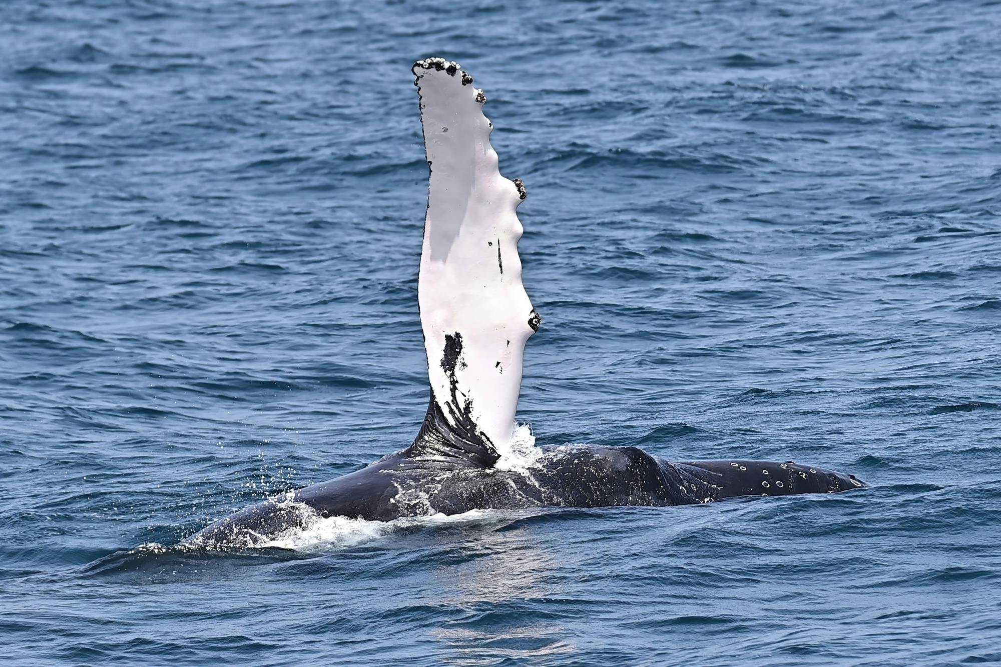 Boa Vista whale‑watching adventure by speedboat
