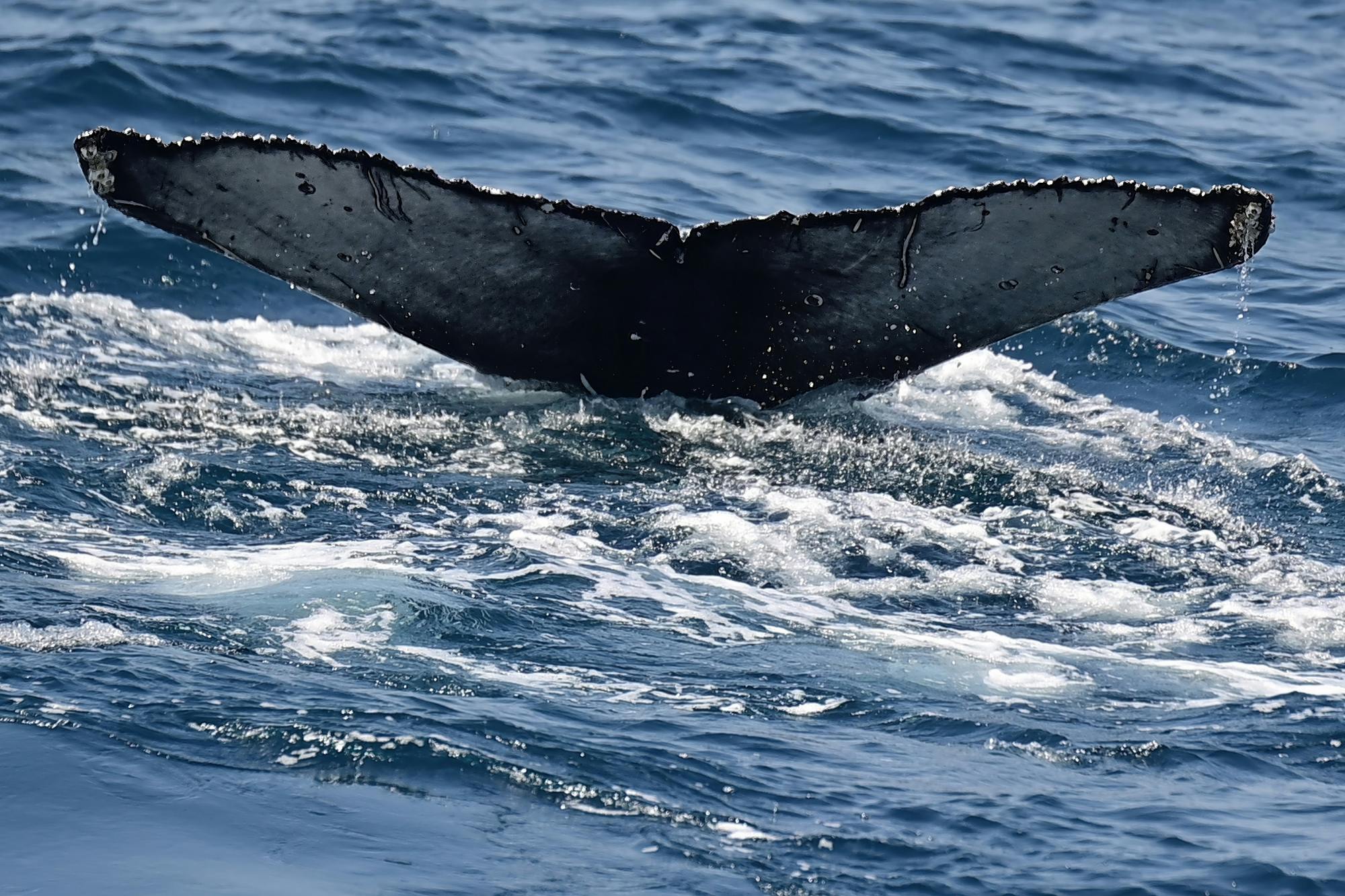 Boa Vista whale‑watching adventure by speedboat