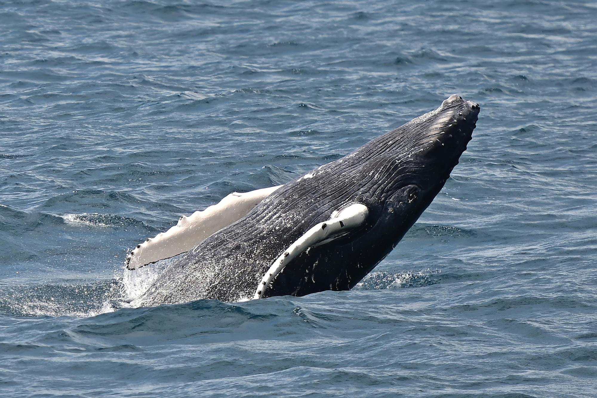 Boa Vista whale‑watching adventure by speedboat