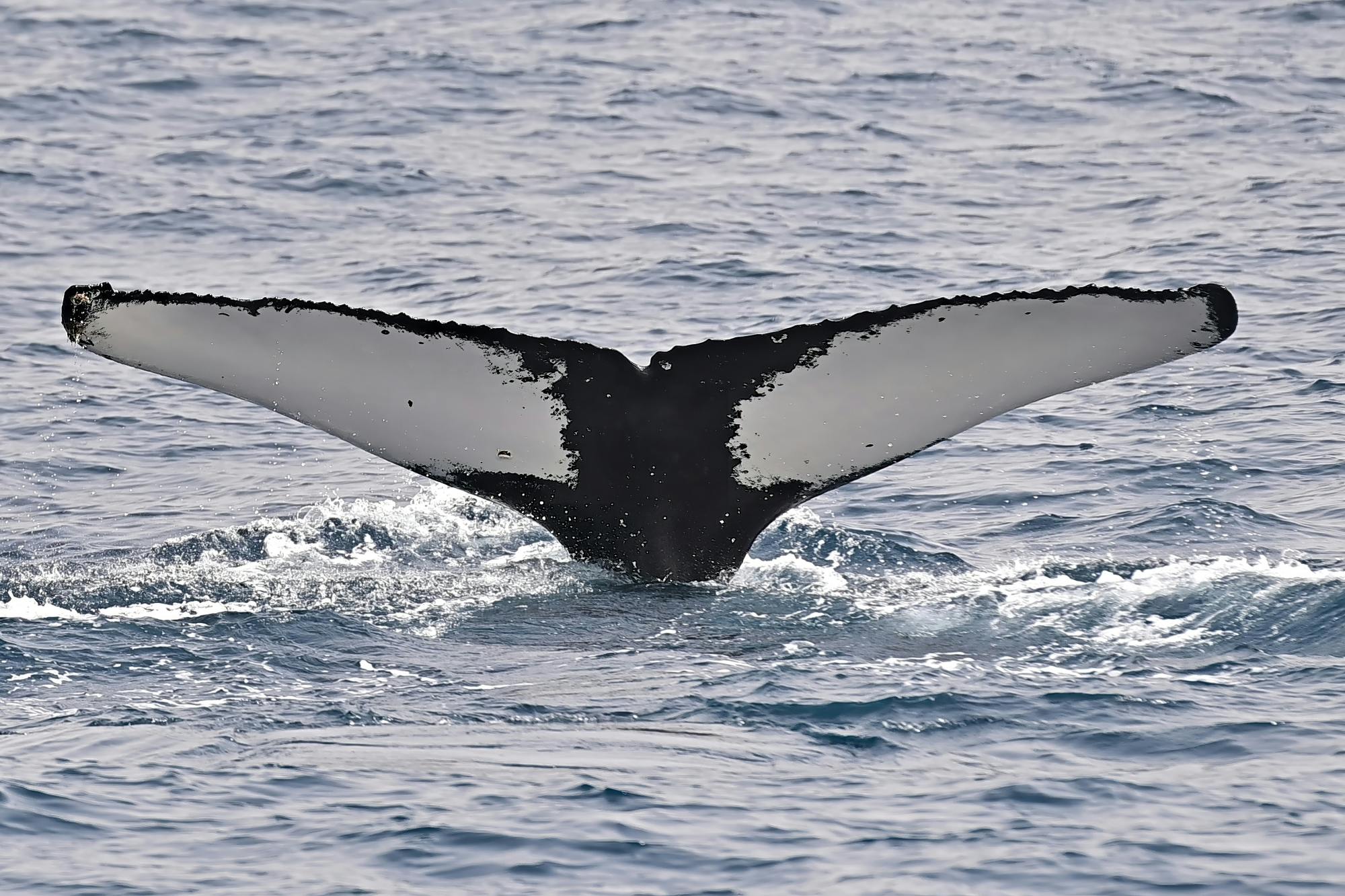 Boa Vista whale‑watching adventure by speedboat