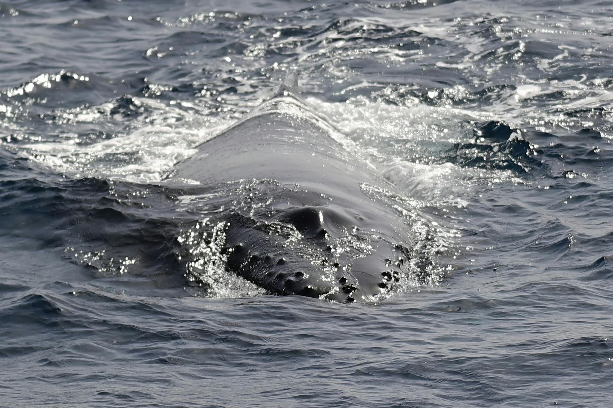 Boa Vista whale‑watching adventure by speedboat