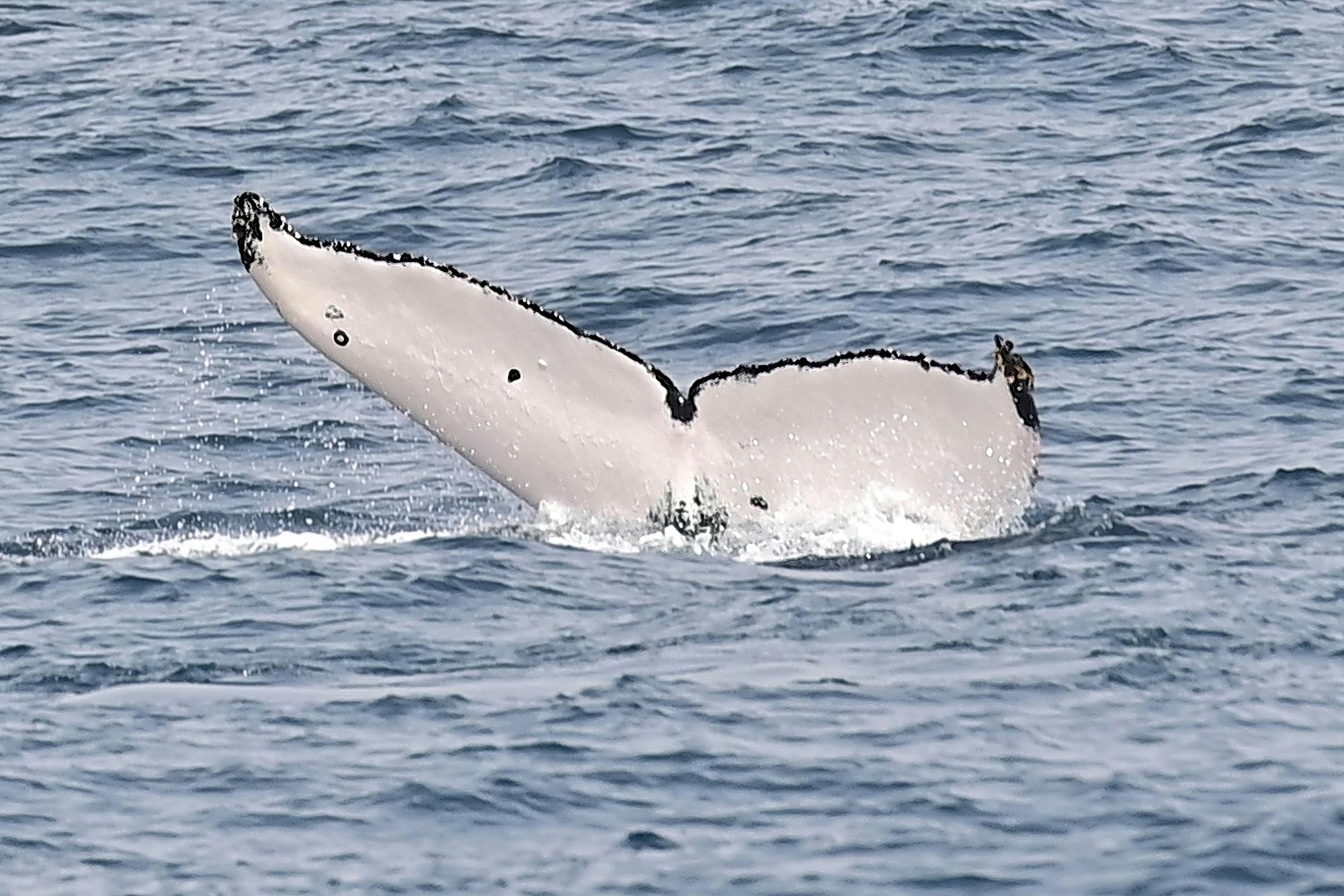 Boa Vista whale‑watching adventure by speedboat