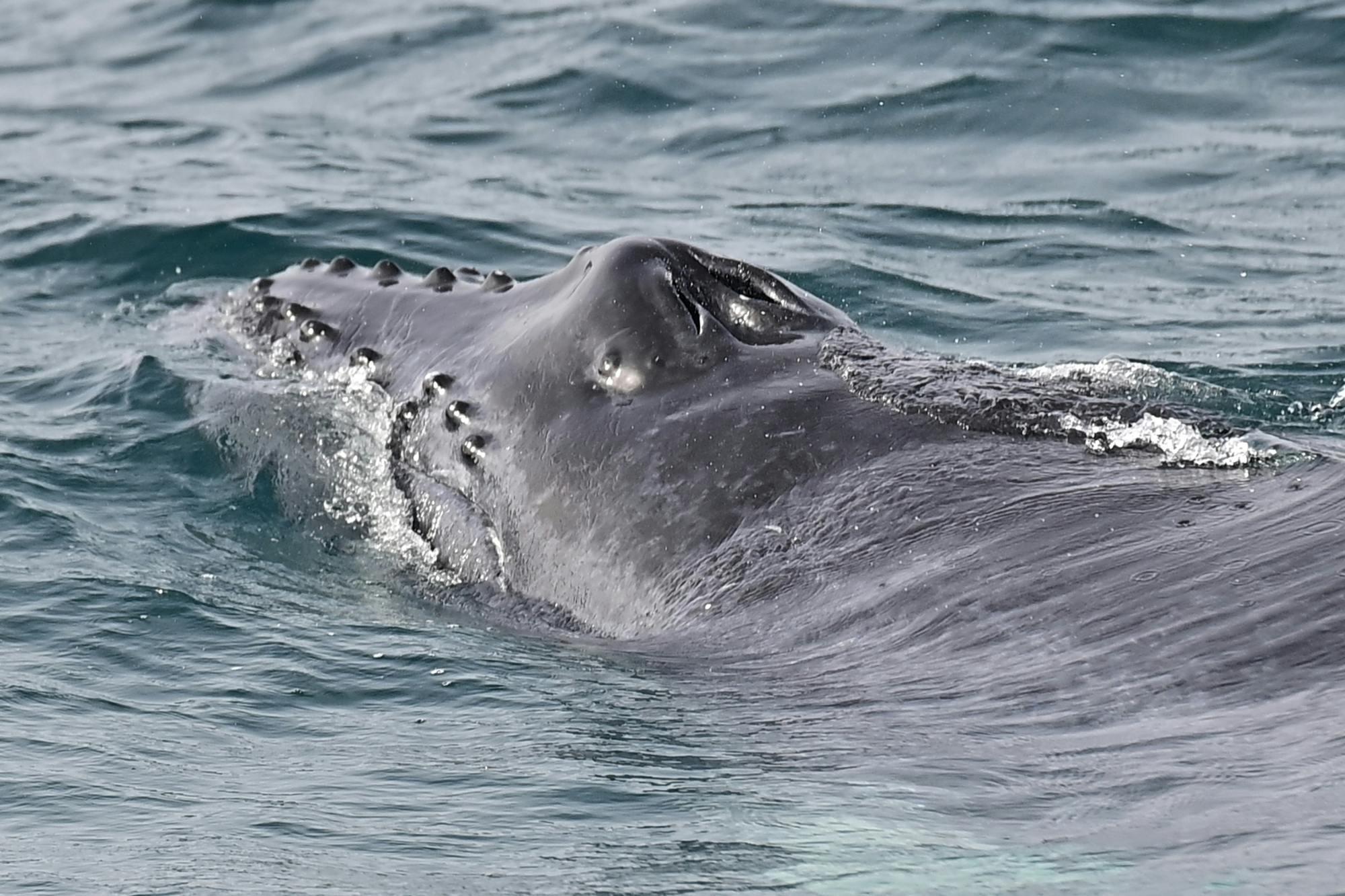 Boa Vista whale‑watching adventure by speedboat