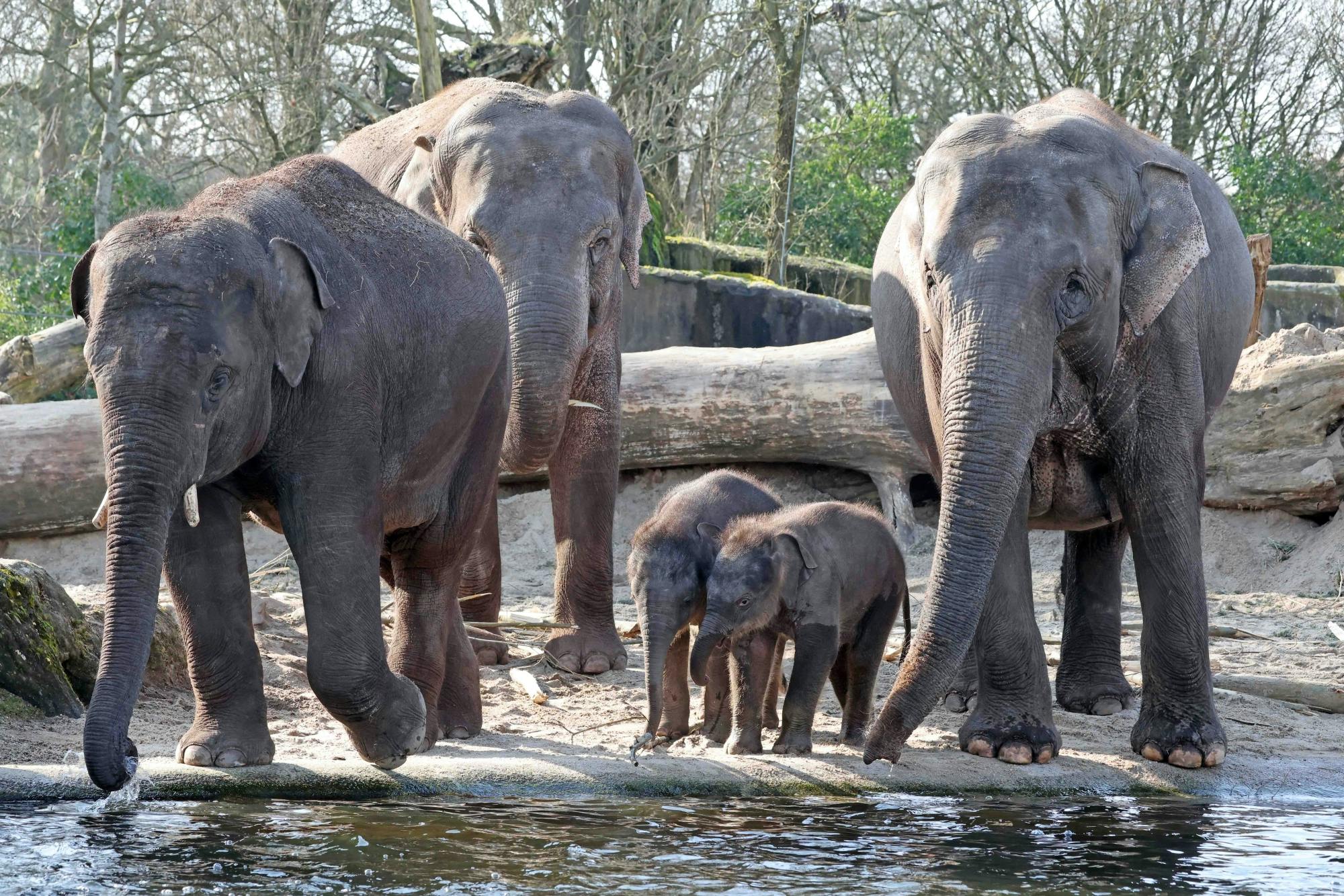 ARTIS Eintrittskarte für den Königlichen Zoo Amsterdam