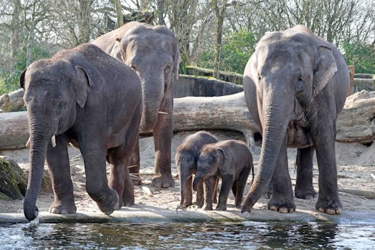 ARTIS Amsterdam Royal Zoo entrance ticket