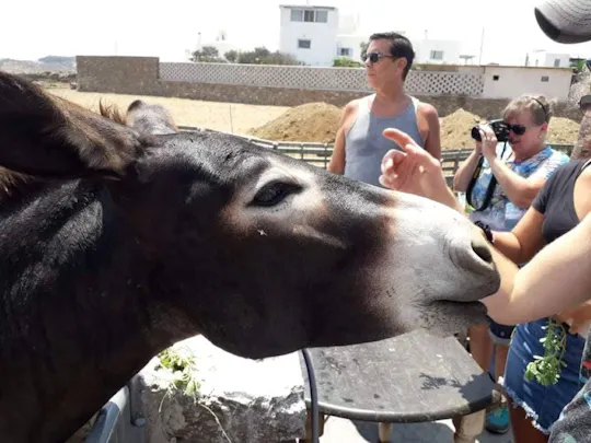Mykonos farm visit and traditional farming experience