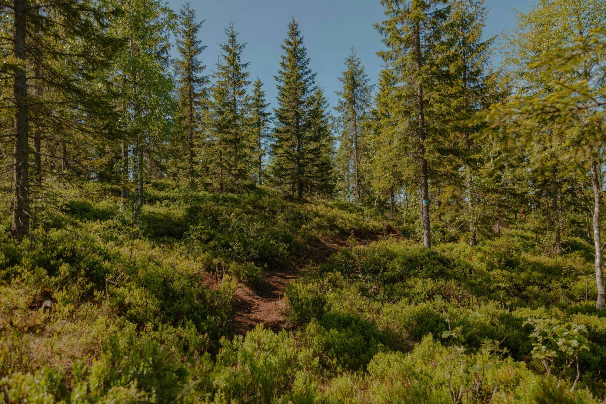 Prywatna piesza wycieczka po Holmenkollen