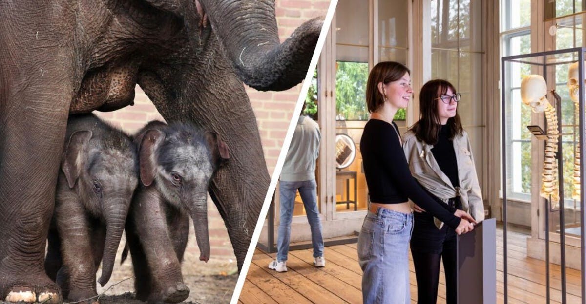 ARTIS Amsterdam Royal Zoo and ARTIS-Groote Museum Entrance Ticket