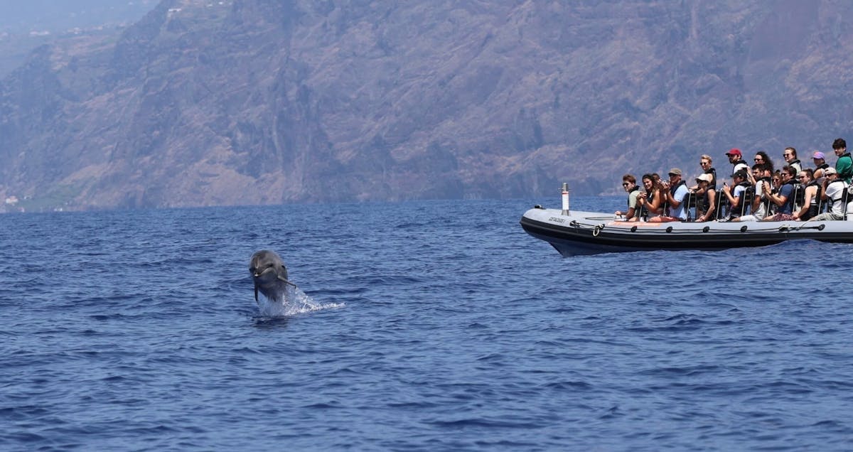 Dolphin and whale watching speedboat tour ticket