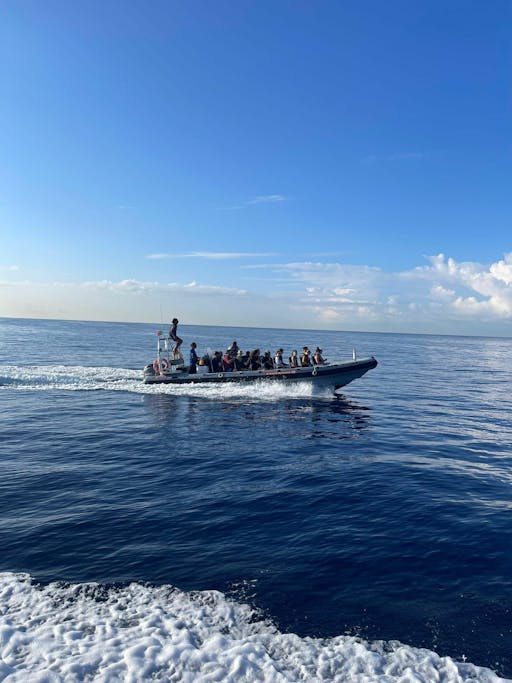 Dolphin and whale watching speedboat tour ticket