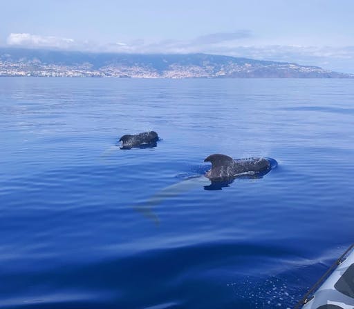 Dolphin and whale watching speedboat tour ticket